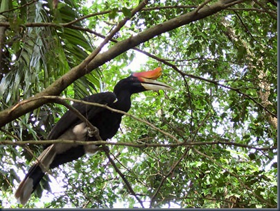 hornbill4