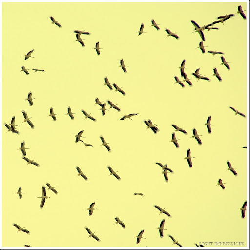 Flock