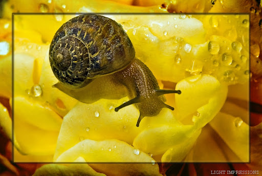 Snail on Yellow Rose