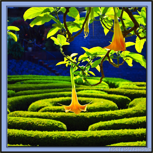 Golden Angel's Trumpet
