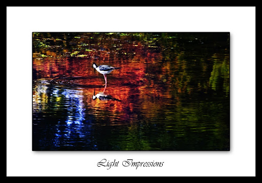 Ripples -- UCSB Lagoon
