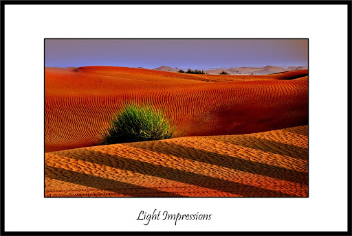Desert Bush
