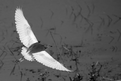 IMAGE: http://lh5.ggpht.com/_J3wCjsRO6Tg/TP9qhNhFE0I/AAAAAAAAOJc/MTzJ2DpAsPs/IMG_0408-pp.jpg