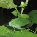 Greater Angle-wing Katydid