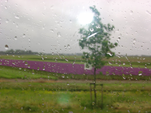 rainfor
