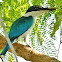 White-collared Kingfisher