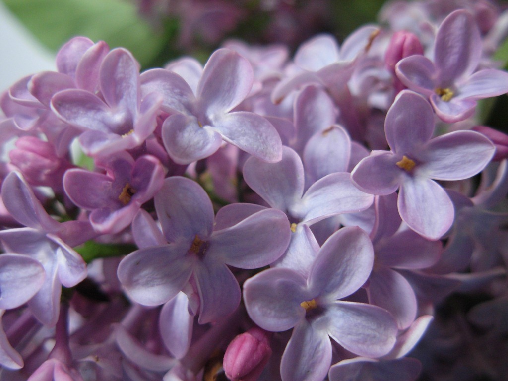 [Collanaprimavera8[1].jpg]