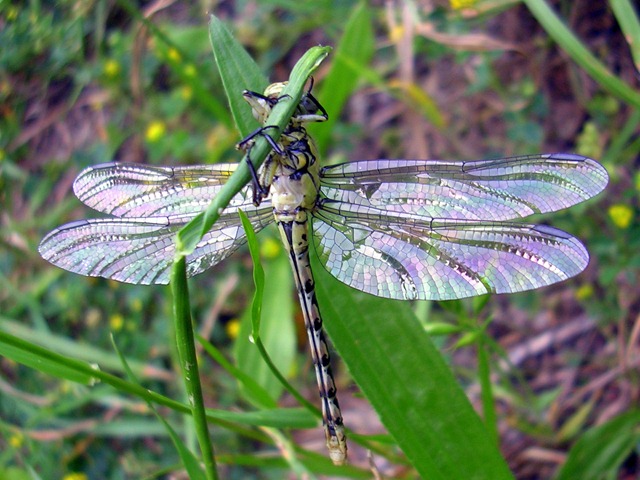 [dragonfly-2[3].jpg]