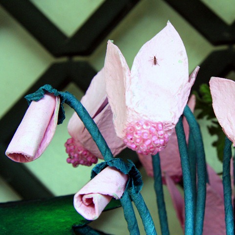 [ciclamini-16[6].jpg]