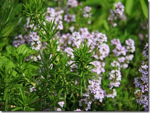 IMG_0515 IMG_0515