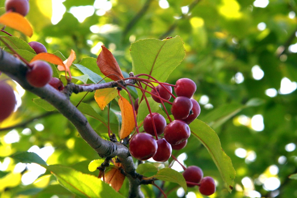 [rosso aranc-33[4].jpg]