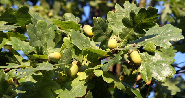 [Foglie spille-6[3].jpg]