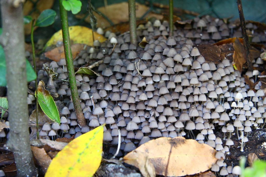 [Spilla collana-11[3].jpg]