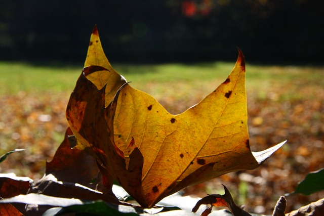 [Spilla collana-9[3].jpg]