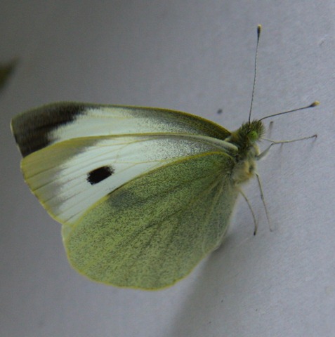 [Allevamentofarfalle172.jpg]