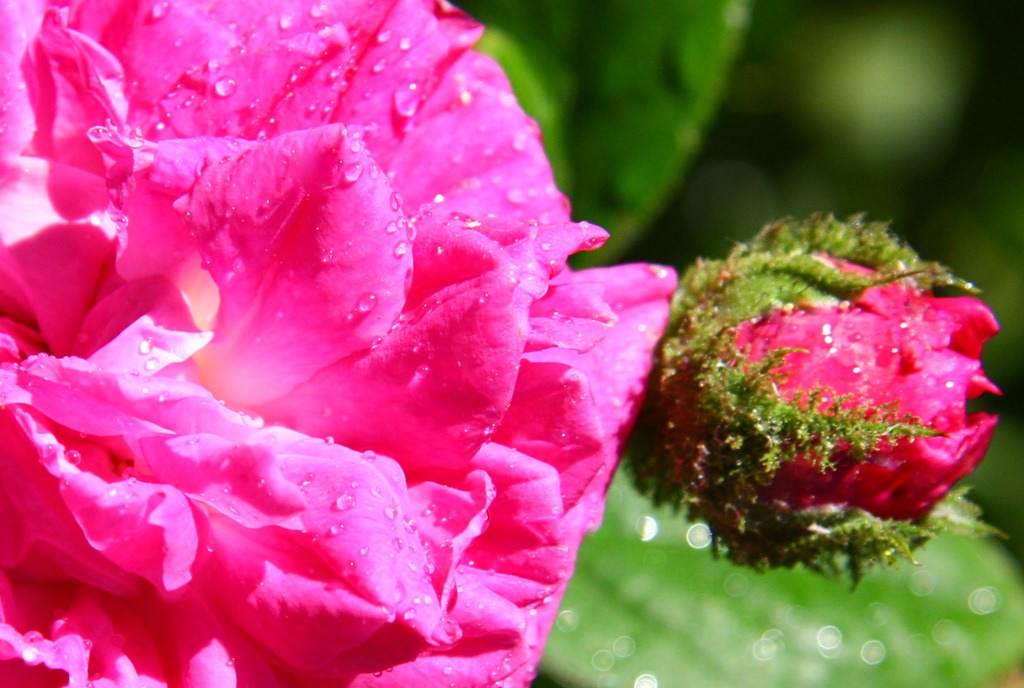 [Confettura di rose-3[4].jpg]