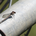 Vivid Dancer (Female)