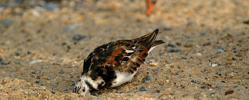 hibiscus flower tattoo