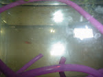 Aquários Maternidade : Visão de dois aquários, o da frente com filhotes de guppy com alguns dias de nascido e ao fundo (próximo do peixe vermelho - espada) segundo aquário com filhotes de 30 dias