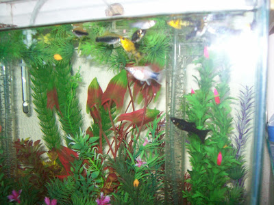 Platis, Espadas e Molinésias