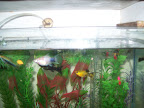 Platis, Espadas e Molinésias