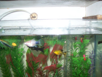 Platis, Espadas e Molinésias