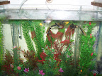 Platis, Espadas e Molinésias