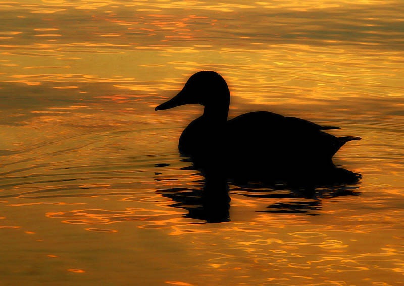 [On Golden Pond[2].jpg]