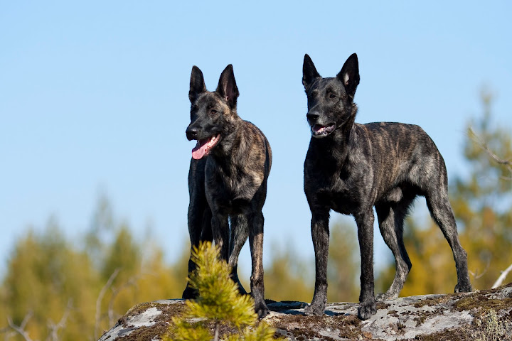 Käyttäjän avatar
