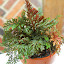 Selaginella erythropus "Ruby Red"