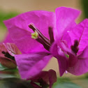 Bougainvillea