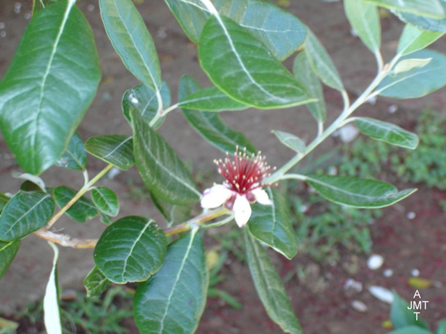 [DSC05297W1-feijoa-sellowiana (ananas goyave, faux goyavier) F myrtaceae BW[4].jpg]