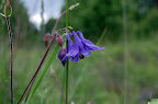 DSC_1036.JPG