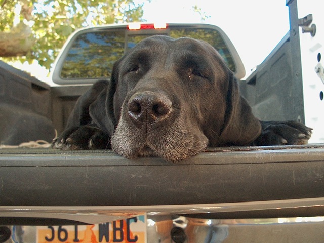 [Buck in truck[4].jpg]