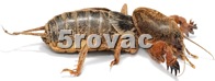 Pet-Rovac Pet-Rovac