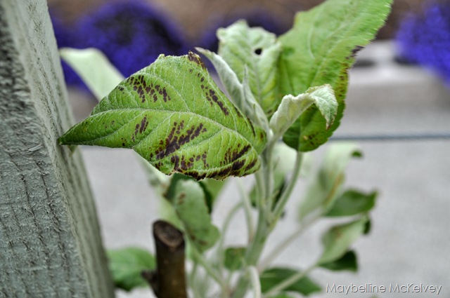 [DSC_1487_3902[6].jpg]