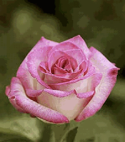 [lynn anderson[4].gif]