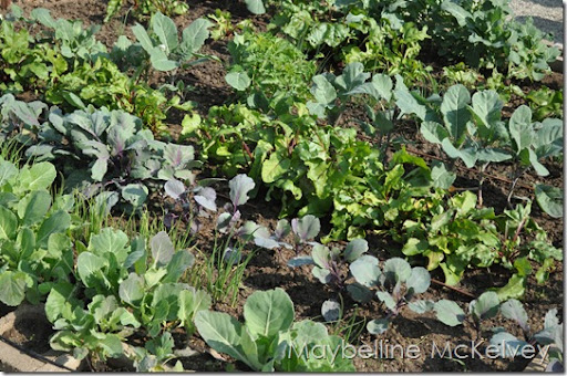 cabbage patch garden