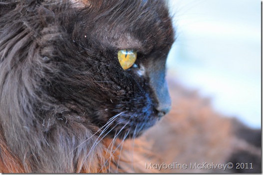DSC_1486_4135 DSC_1486_4135
