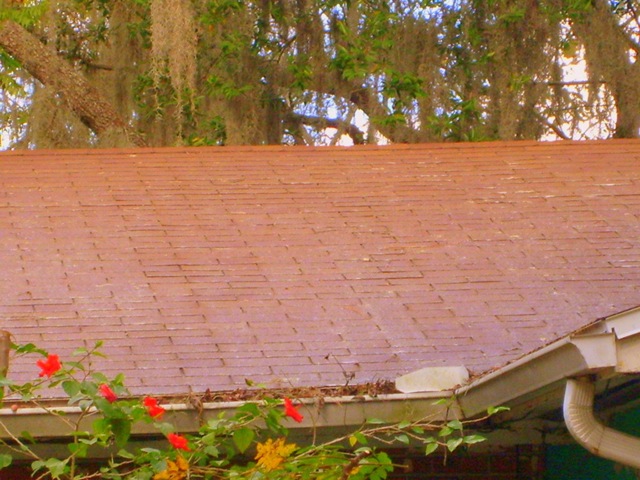 [Tampa Roof Cleaning 013[2].jpg]