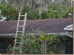 Tampa Roof Cleaning 008