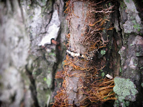 Slicing through it's evil encrusted vine, it bleeds.
