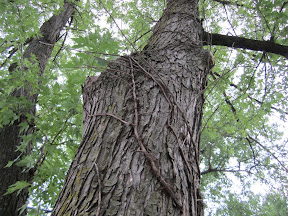 A year later, the skeletal remnants of the large and deadly vine still cling to the trees.  Were it not for the real consequences, I'd use this in a Halloween decoration.