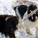 2009-12-12 snow pups-15.jpg