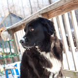 2009-12-12 snow pups-17.jpg
