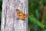 IMGP4715.JPG