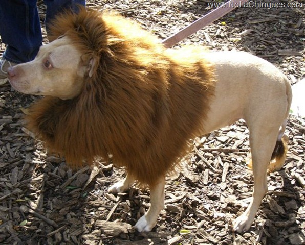 leon perro