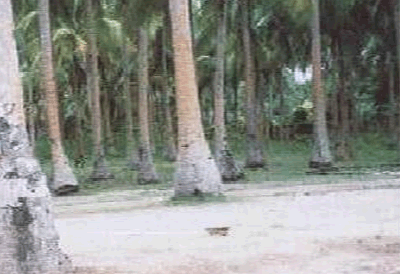 cebu land for sale
