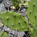 Prickly pears