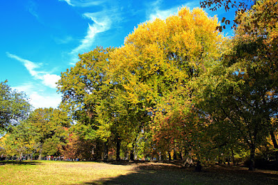 Trees in Central Park